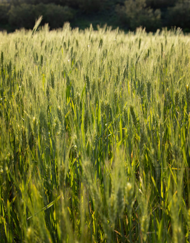 Imatge sobre Venda de cereals a l'engròs