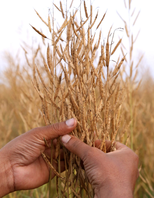 Imatge sobre Venda de cereals a l'engròs