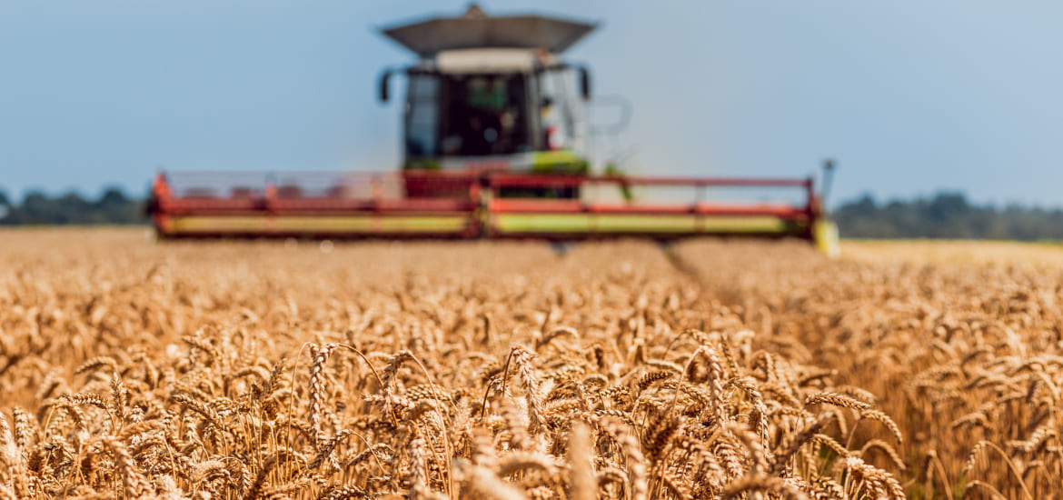 Imatge sobre Venda de cereals a l'engròs