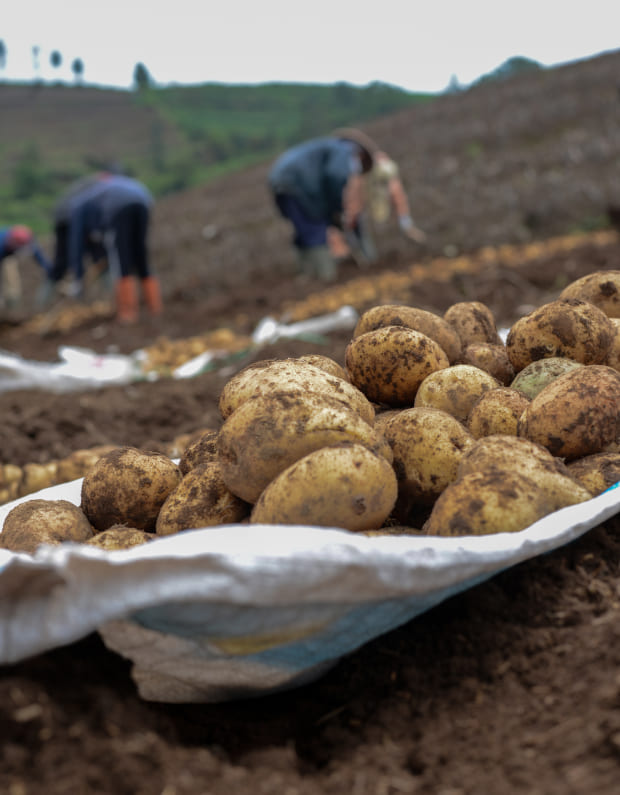 Imatge sobre Venda de patates a l'engròs
